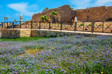 koruyucu duvar ve lavanta çiçek alan