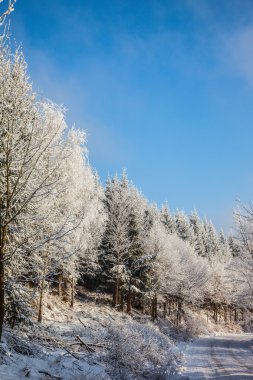 Güneşli Kış Noel sabahı