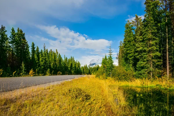 Motorvägen passerar bland gröna skogen — Stockfoto