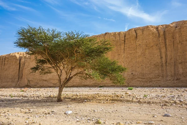 Desierto de piedra cerca de balneario — Foto de Stock