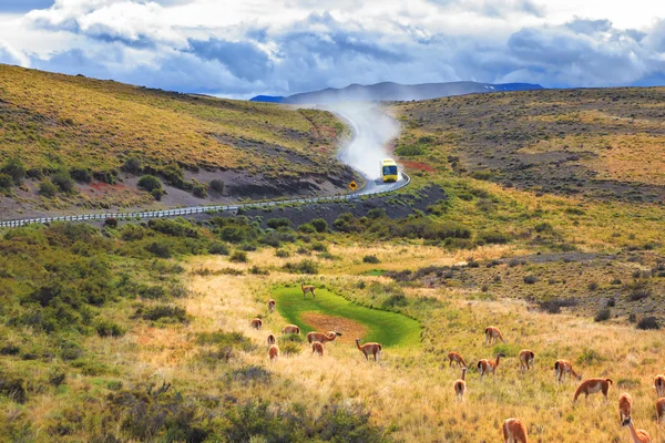 Ônibus na estrada e guanacos na grama — Fotografia de Stock