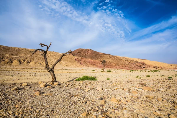 Stone desert near seaside resort — Stock Photo, Image