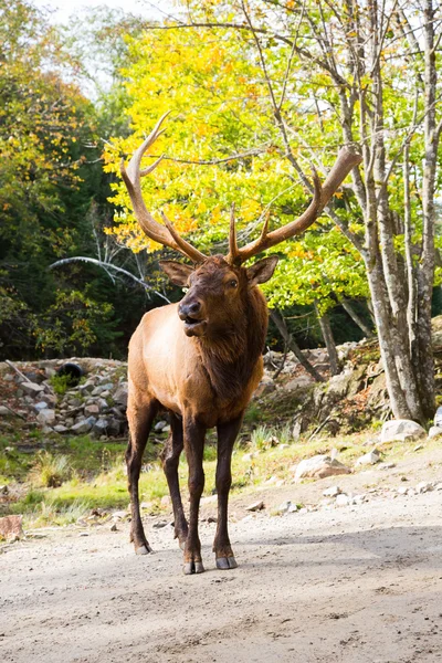 Kanadský jelen stojící na trati pro návštěvníky — Stock fotografie