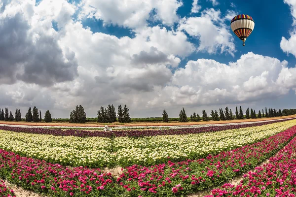 Ballon vole sur le champ avec des fleurs — Photo