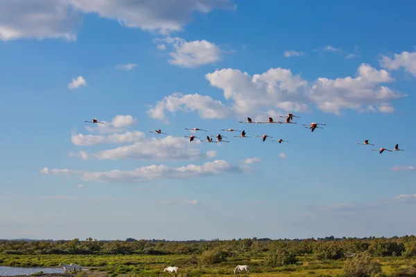 Flock av flamingos i fri flygning i park — Stockfoto