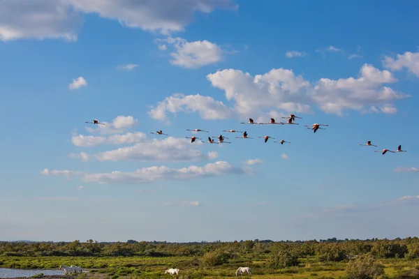 Troupeau de flamants roses en vol libre dans le parc — Photo