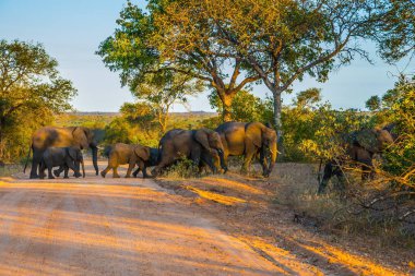 Yol geçiş sürüsü