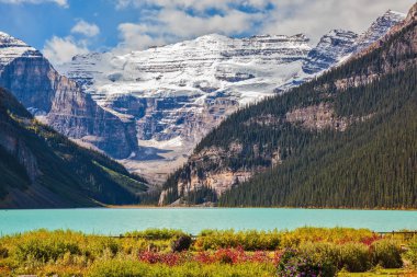 Buzul Lake Louise kıyısında çiçek