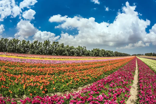 Otoño flores granja — Foto de Stock