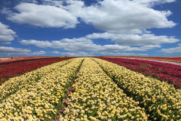 Поле желтых и красных цветов — стоковое фото