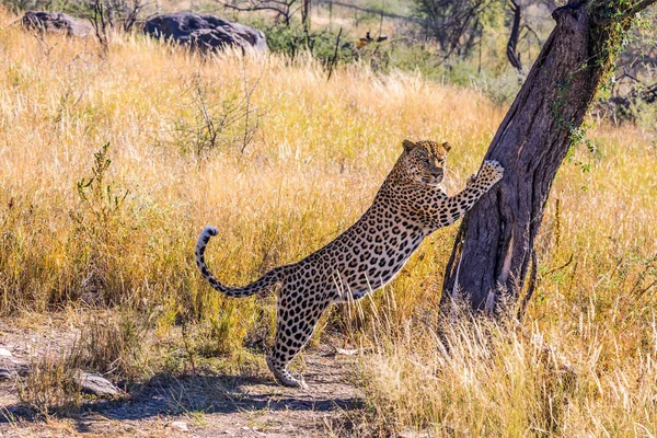 Namibya Safari'de özel çiftlik — Stok fotoğraf