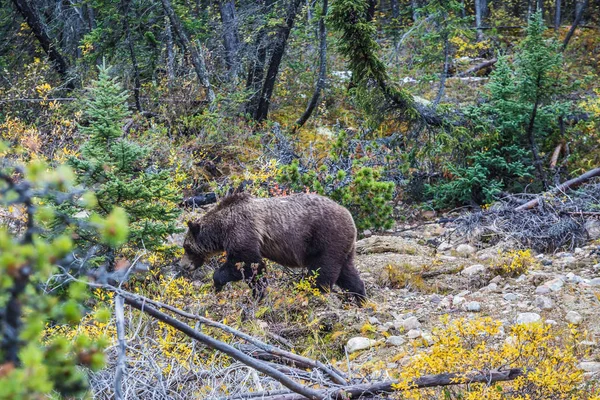 Urso à procura de raízes comestíveis — Fotografia de Stock