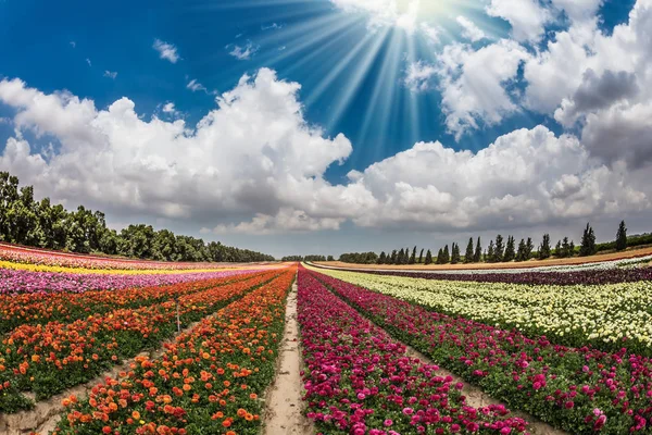 가자 지구 근처 꽃 키부츠 — 스톡 사진
