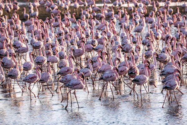 Pembe flamingolar sığ göl büyüleyici — Stok fotoğraf