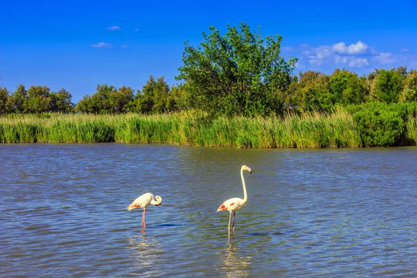 Rosa charmiga flamingos i den grunda sjön — Stockfoto