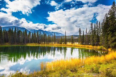 Zümrüt Gölü kıyısında iğne yapraklı orman