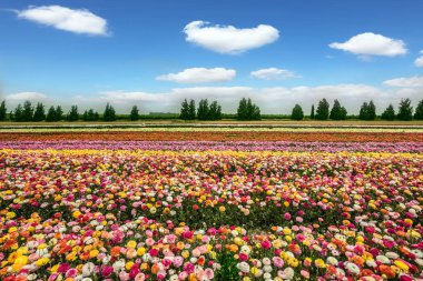 renkli düğünçiçekleri çiçek halı alanıyla