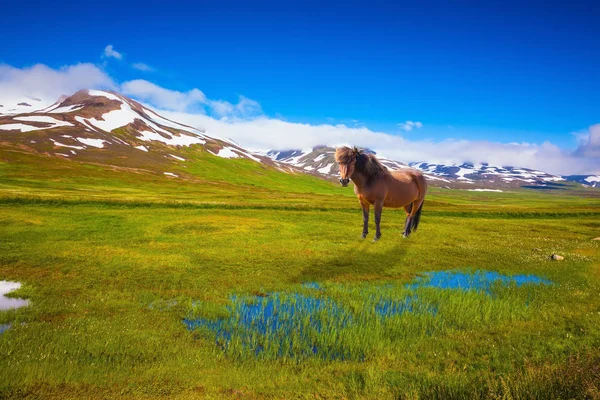 Castaño caballo islandés pastando en campo verde — Foto de Stock