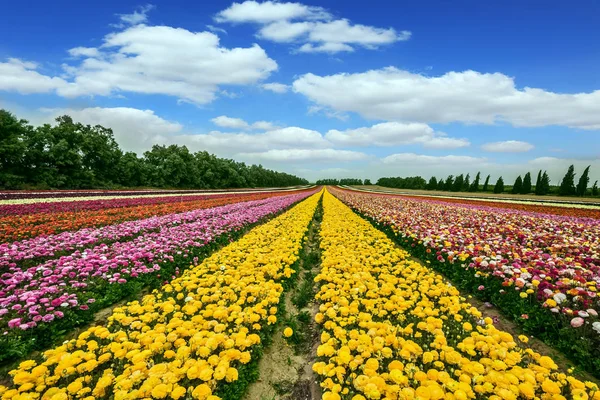 Campo con flores plantación por rayas de color — Foto de Stock