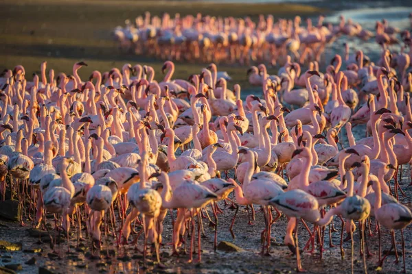 Stada różowych flamingów w płytkich wodach — Zdjęcie stockowe