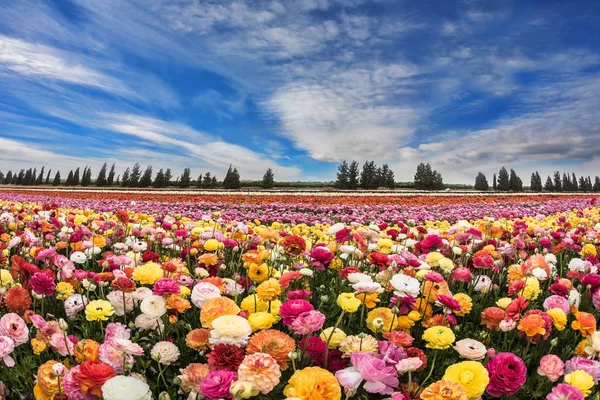 Veld met bloem tapijt van kleurrijke boterbloemen — Stockfoto