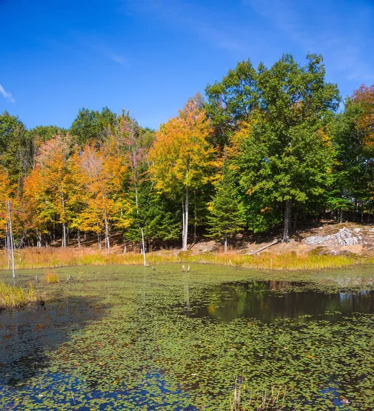 Feuillage sur les lis envahis lac dans le parc — Photo