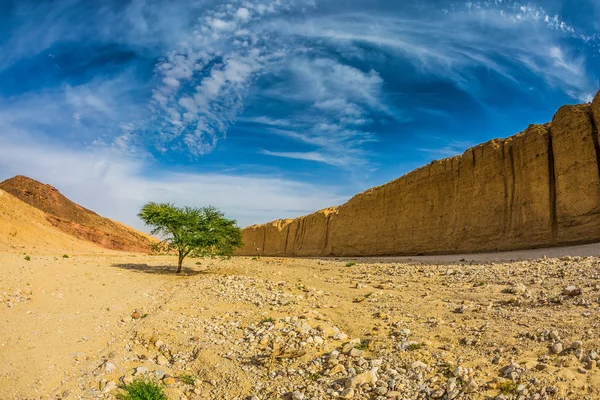 Árvore crescendo no meio do deserto — Fotografia de Stock