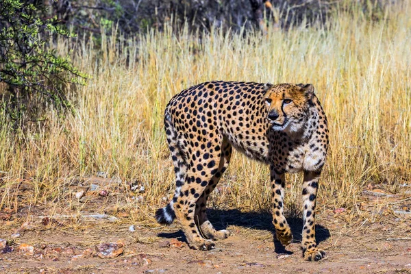 Agresywne gepard w safari — Zdjęcie stockowe