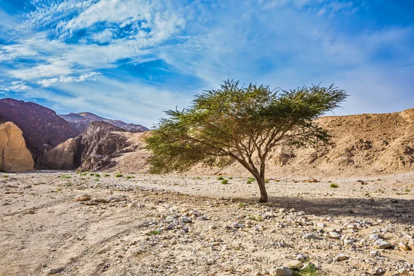 Tree growing in middle of desert — Stock Photo, Image