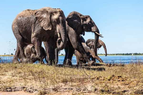 Семья слонов с двумя телятами в парке — стоковое фото