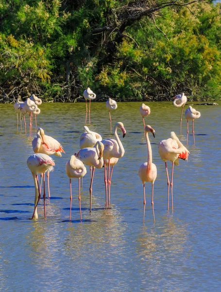 Bandada de flamencos rosados en el río — Foto de Stock