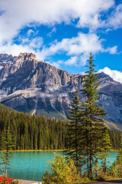 Pitoresk göl çamı ormanıyla çevrili