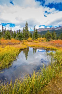 sararmış ot ve ağaçları ile çevrili su