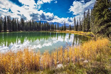 iğne yapraklı orman su yansıması ile göl 