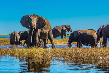 herd of elephants with calves on river clipart