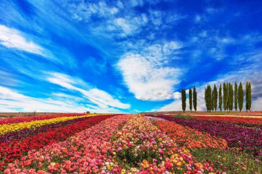 renkli Bahçe düğünçiçekleri alan