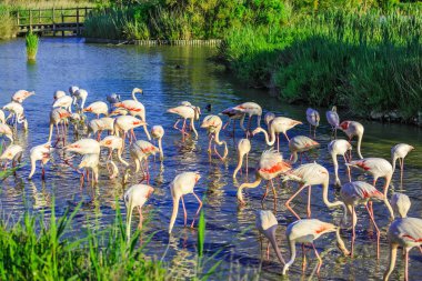 Flock of pink flamingos foraging in water clipart