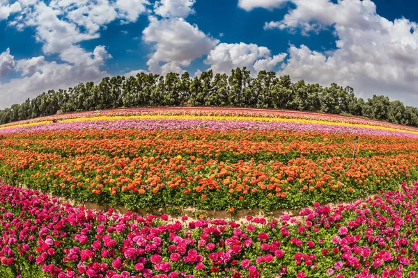 Поле с цветами посадки по цветным полосам — стоковое фото