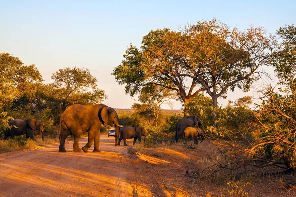 Herd of elephants crossing dirt road — Stock Photo, Image