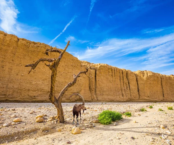 Dağ keçisi çölde otlatma 