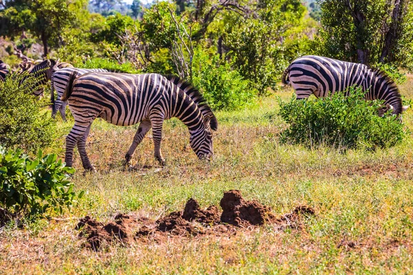 Rebanho de zebras pastando em arbustos no parque — Fotografia de Stock