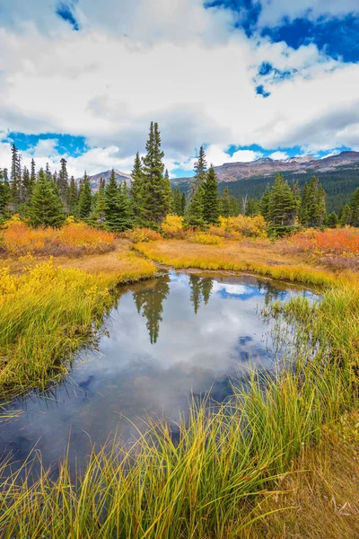 sararmış ot ve ağaçları ile çevrili su