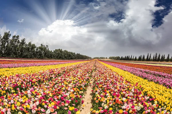 Champ avec des fleurs plantation par des bandes de couleur — Photo