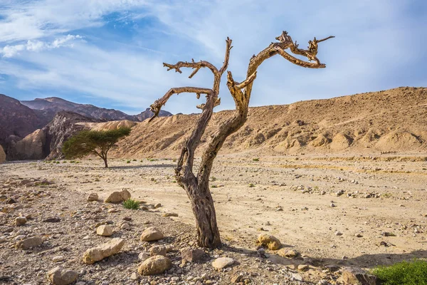 Árbol creciendo en medio del desierto — Foto de Stock
