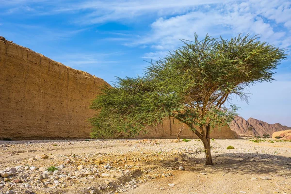 çöl ortasında büyüyen ağaç 