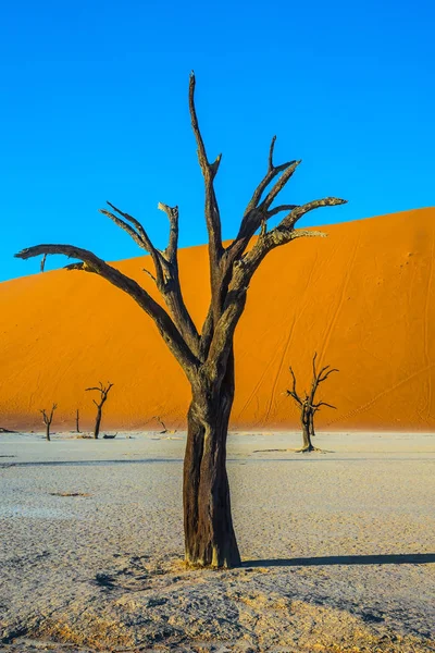 Droge bomen in de bodem van droge meer — Stockfoto