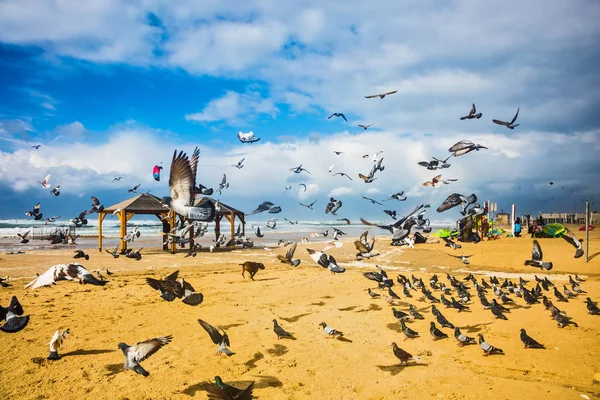 Korku içinde kalktıktan güvercinler gürültülü sürüsü — Stok fotoğraf