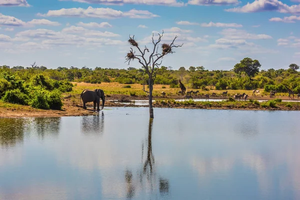 Fil ve zürafalar zebralar lake yakınındaki sürüsü ile
