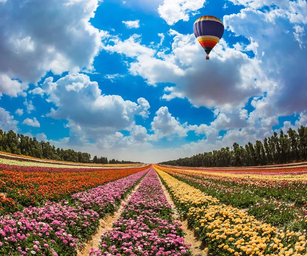Balloon flies over field with flowers — Stock Photo, Image