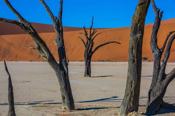 Árvores secas no fundo do lago seco — Fotografia de Stock